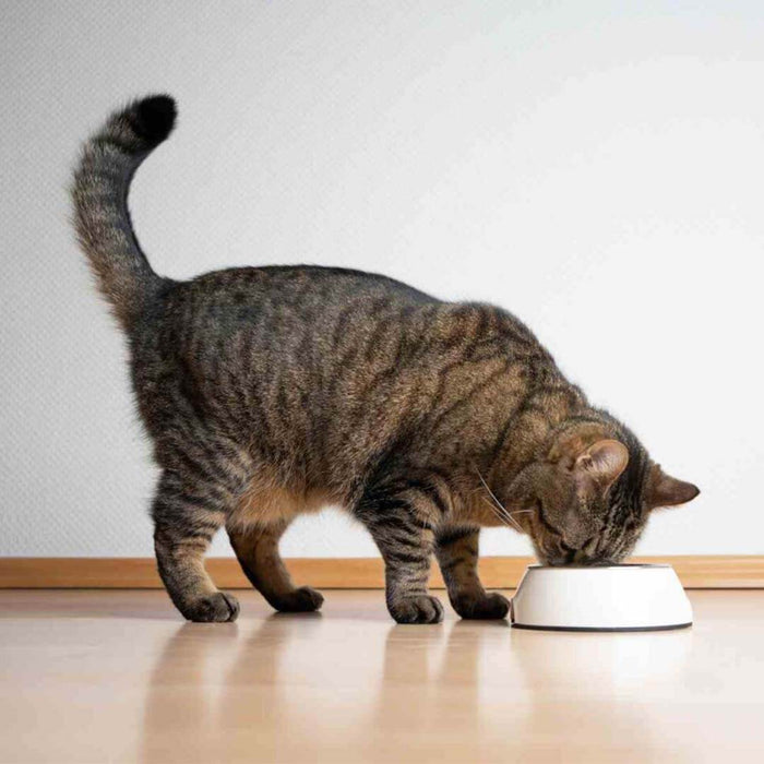 Choosing the Right Pet Bowl: Style, Functionality, and Feeding Tips
